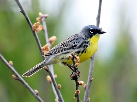 Image of a Kirtland Warbler