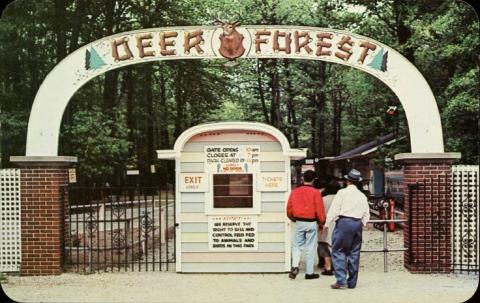 Photo Deer Forest