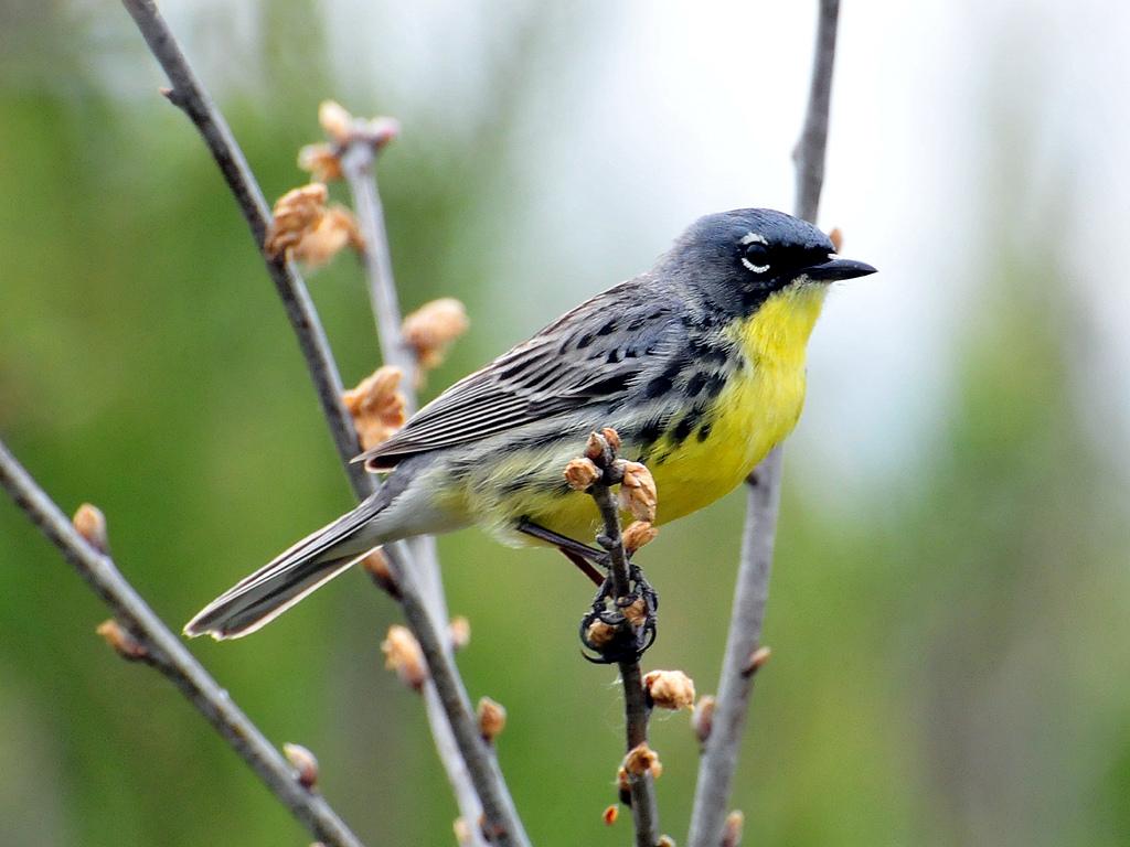 Image of a Kirtland Warbler